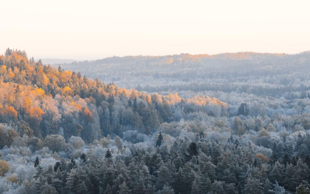 Autumn colour and early winter snow meeting in the same forest, a picture of two seasons in balance