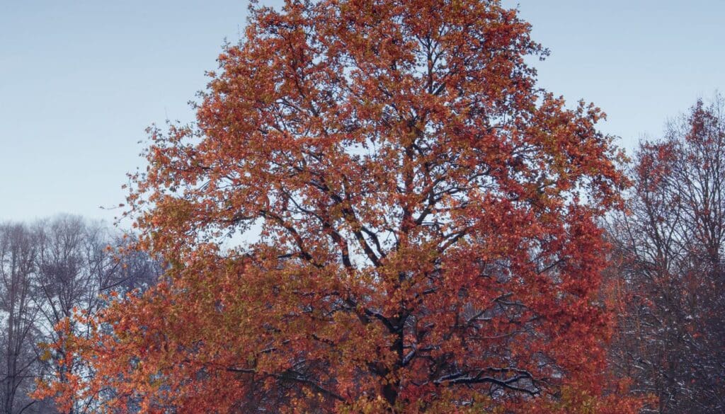 A single tree still holding autumn colour standing in a snow covered winter landscape, one season handing over to the next