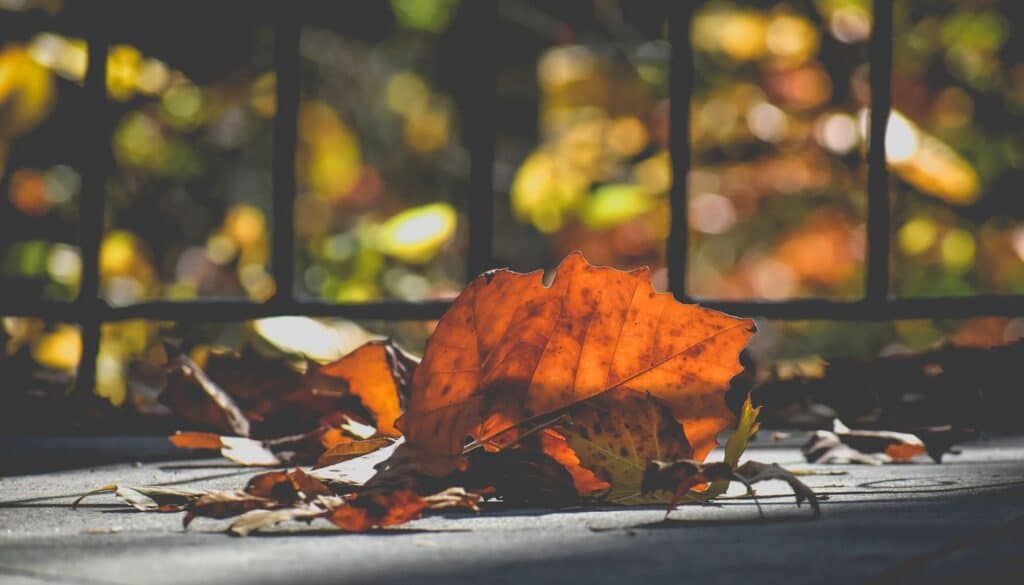 Fallen dry leaves scattered loosely across a park path, an image of the cold, rough and irregular qualities that define vata