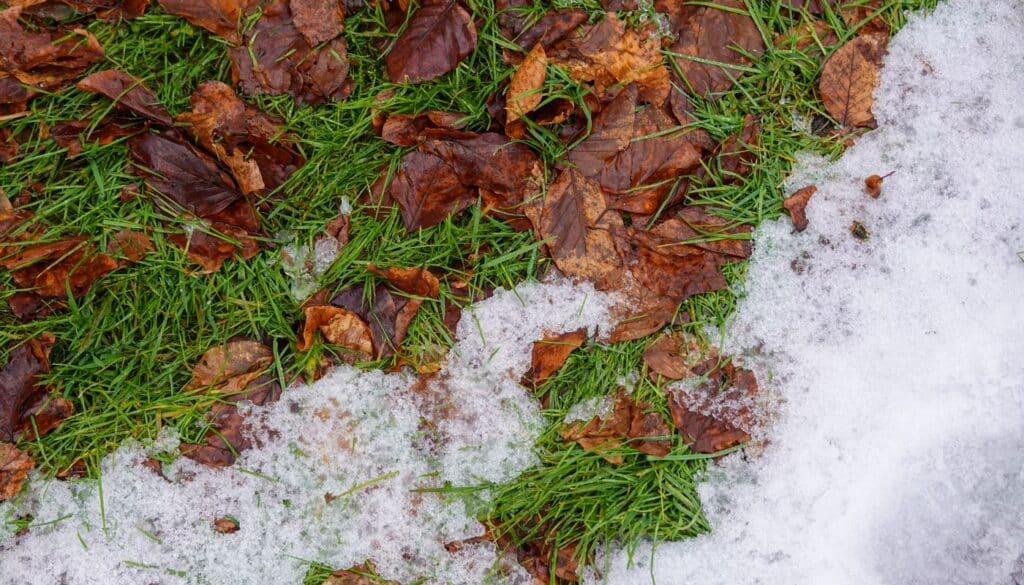 Fallen orange leaves and fresh snow lying side by side on grass, two contrasting textures in one frame