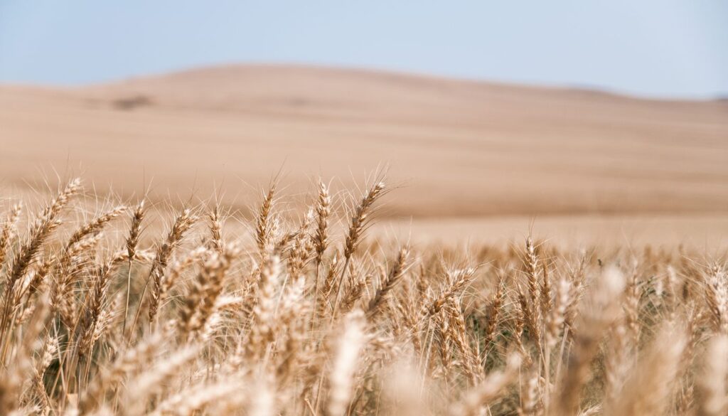 A golden wheat field baking under a bright summer sky, the hot and sharp midday conditions that most easily aggravate pitta