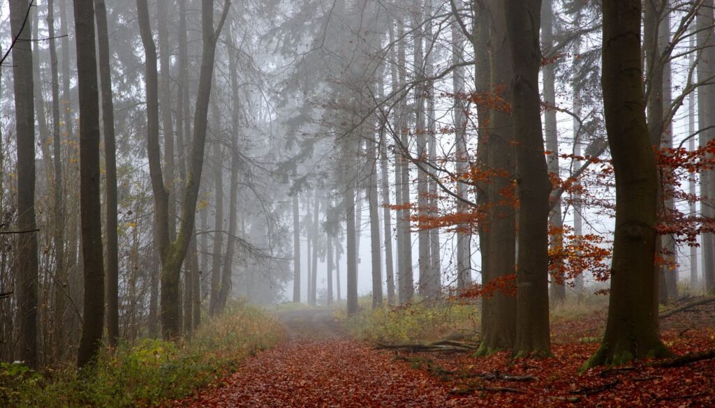 The same woodland seen under autumn mist and fallen leaves, showing how a familiar landscape shifts with the season as vikriti does