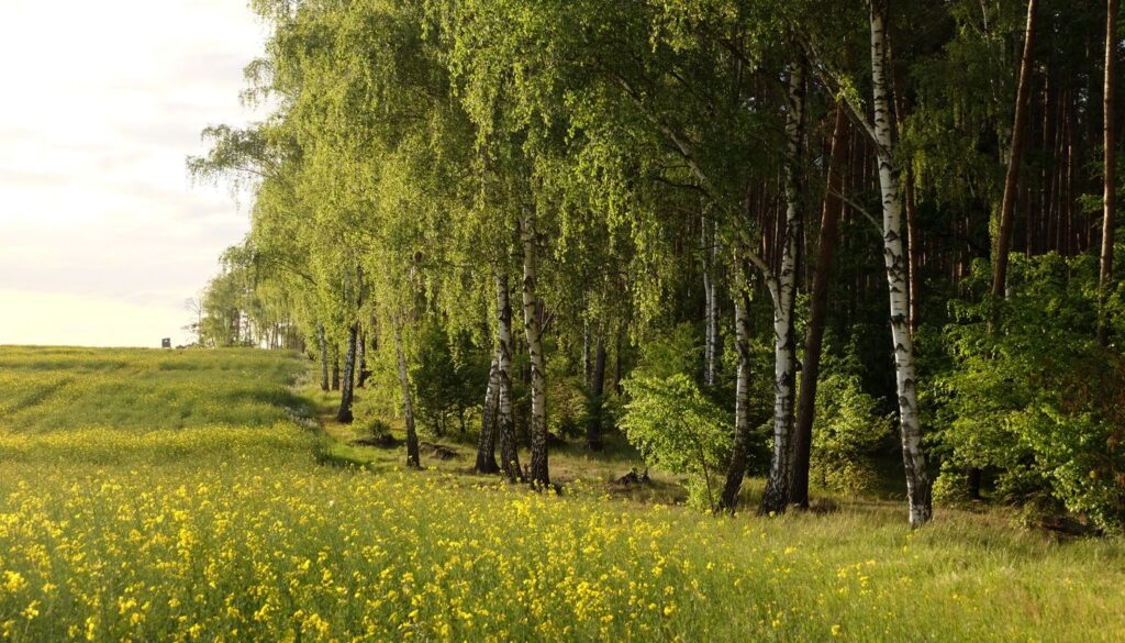 A damp spring meadow of thick green grass and birch trees, the lush growing season when kapha naturally accumulates